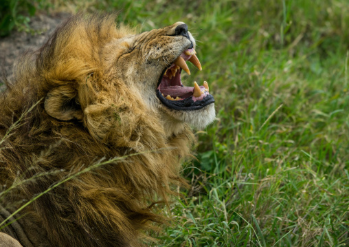 Tanzania, Mara, Serengeti National Park, male african lion (panthera leo) roaring
