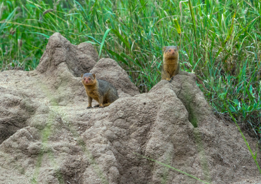 Tanzania, Mara, Serengeti National Park, dwarf mongoose (helogale parvula)