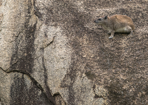 Tanzania, Mara, Serengeti National Park, rock hyrax (procavia capensis)