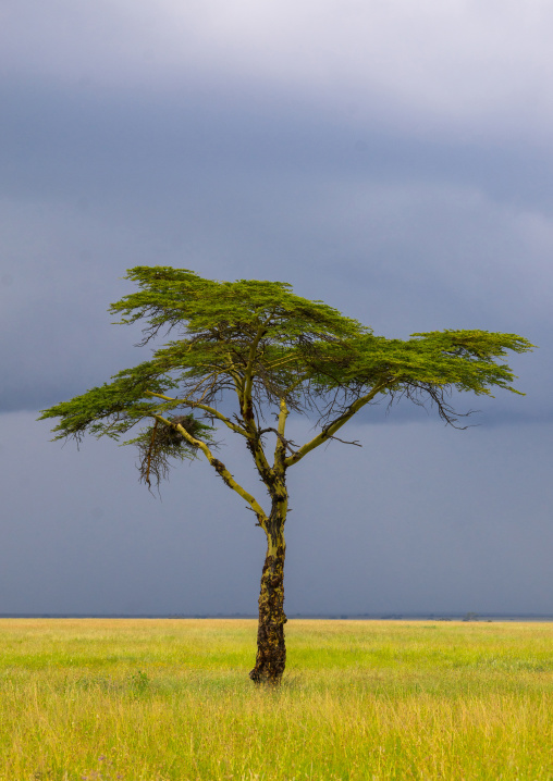 Tanzania, Mara, Serengeti National Park, an acacia tree under a stormy sky