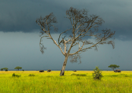 Tanzania, Mara, Serengeti National Park, african elephants (loxodonta africana) behind an acacia tree under a stormy sky