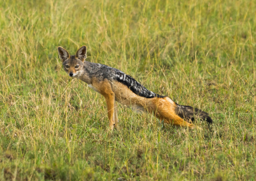 Tanzania, Mara, Serengeti National Park, black-backed jackal (canis mesomelas)