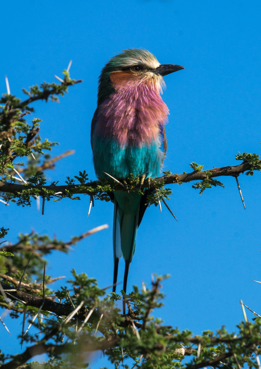 Tanzania, Ashura region, Ngorongoro Conservation Area, lilac-breasted roller (coracias caudata)