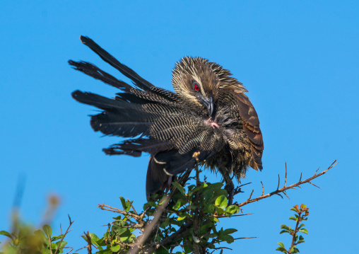 Tanzania, Ashura region, Ngorongoro Conservation Area, coppery-tailed coucal (centropus cupreicaudus)
