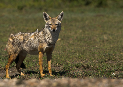 Tanzania, Ashura region, Ngorongoro Conservation Area, black-backed jackal (canis mesomelas)