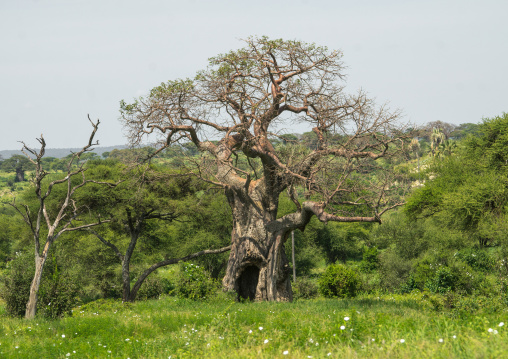 Tanzania, Karatu, Tarangire National Park, large baobab tree (adansonia digitata)