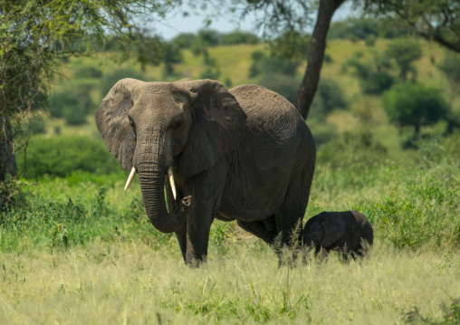 Tanzania, Karatu, Tarangire National Park, african elephants (loxodonta africana)