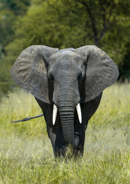 Tanzania, Karatu, Tarangire National Park, african elephant (loxodonta africana)