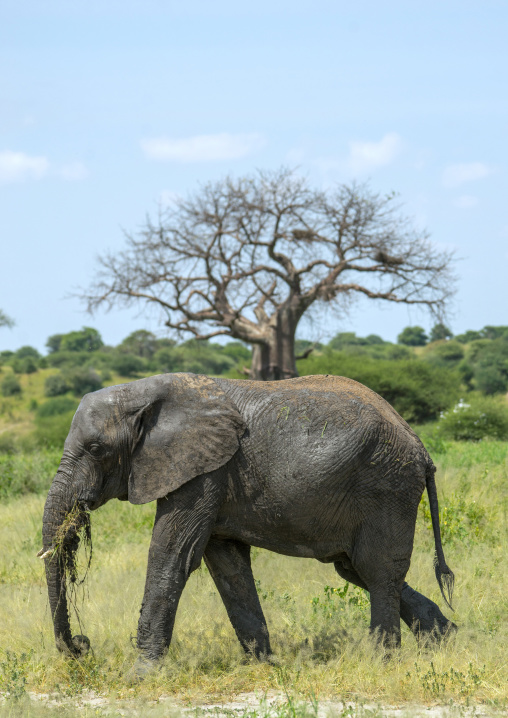 Tanzania, Karatu, Tarangire National Park, african elephant (loxodonta africana) in front of baobab tree (adansonia digitata)
