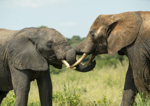 Tanzania, Karatu, Tarangire National Park, african elephants (loxodonta africana)