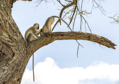 Tanzania, Karatu, Tarangire National Park, black-faced vervet monkeys (cercopithecus aethiops) in a tree