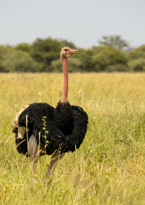Tanzania, Karatu, Tarangire National Park, male ostrich (struthio camelus)