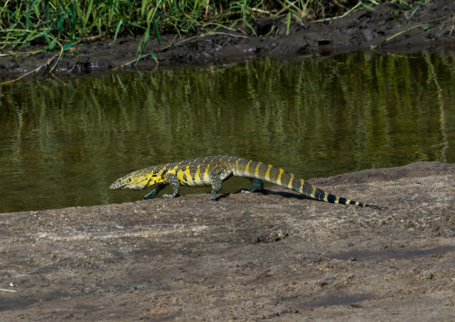 Tanzania, Karatu, Tarangire National Park, nile monitor lizard (varanus niloticus) going into the water