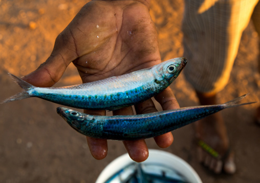 Tanzania, Zanzibar, Kizimkazi, man cupping fresh sardines at market