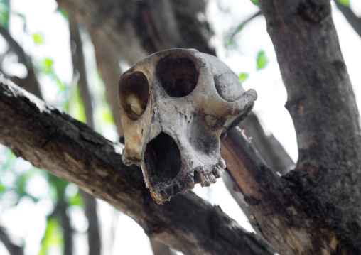 Tanzania, Serengeti Plateau, Lake Eyasi, skull of a monkey in hadzabe tribe