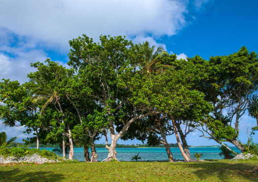 Trees overlooking the sea, Shefa Province, Efate island, Vanuatu