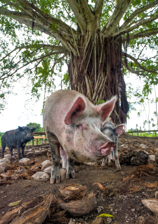 Pigs in a farm eating coconuts, Shefa Province, Efate island, Vanuatu