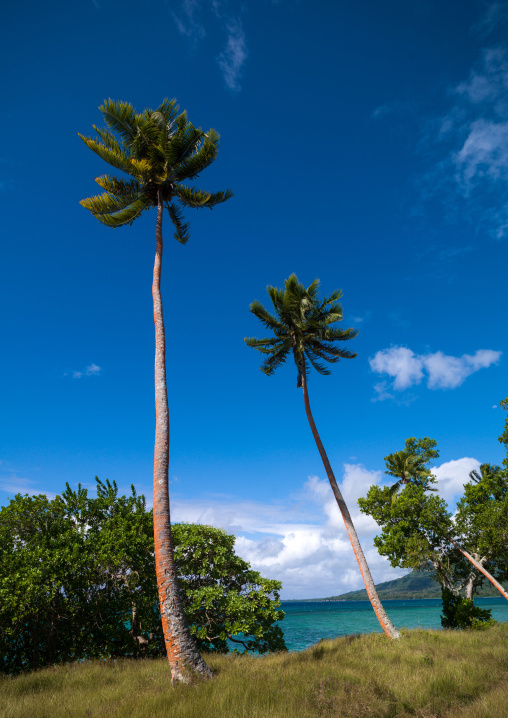 Cocounts trees over a beach, Shefa Province, Efate island, Vanuatu