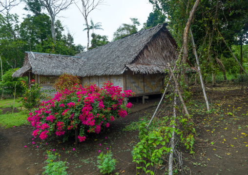 Traditional house and its garden, Malampa Province, Malekula Island, Vanuatu