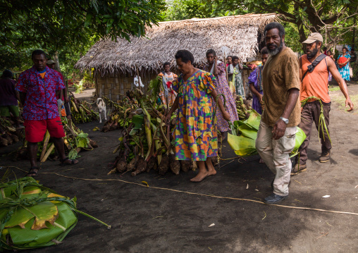 People bringing yams as gifts for a traditional wedding, Malampa Province, Ambrym island, Vanuatu