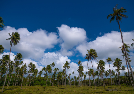 Coconuts trees plantation, Sanma Province, Espiritu Santo, Vanuatu