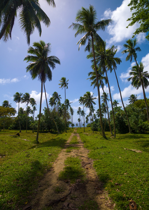 Coconuts trees plantation, Sanma Province, Espiritu Santo, Vanuatu