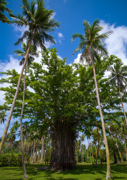 huge tree in a coconuts plantation, Sanma Province, Espiritu Santo, Vanuatu