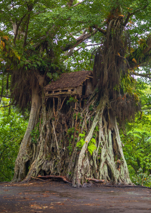 Circumcision house in a giant banyan tree, Tanna island, Yakel, Vanuatu