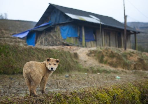 Dog in front of a makeshift shack, Sapa, Vietnam