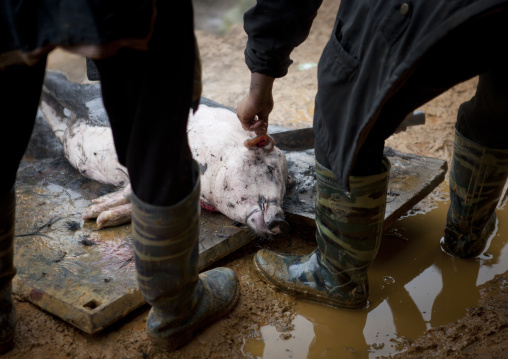Black hmong men killing a pig, Sapa, Vietnam