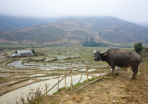 Buffalo in front of terrace paddy fields, Sapa, Vietnam