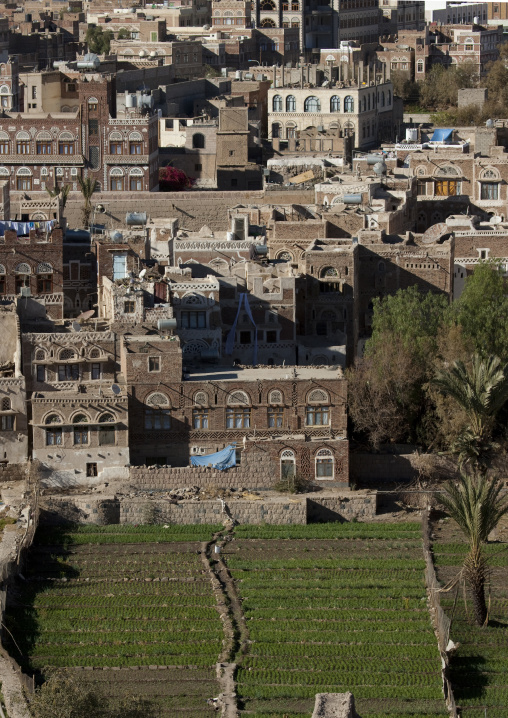Cultivated Field In The Middle Of Sanaa, Yemen