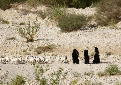 Three Sheperd Women With High Hats Walking Behind Their Goats, Hadramout,yemen