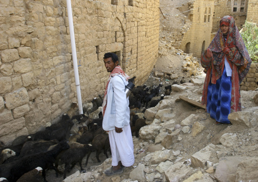 Sheperd And His Sheep In The Streets Of Hababa, Yemen