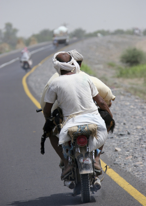 Two Men And A Goat Riding A Motorbike, Yemen