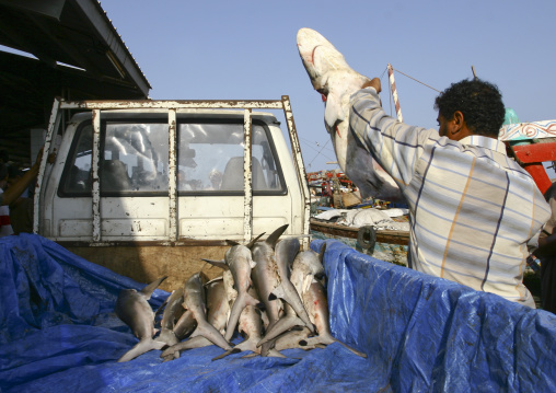 Man Putting The Sharks He Just Caught In His Truck To Sell Them In Al Hodeidah Fish Market, Yemen