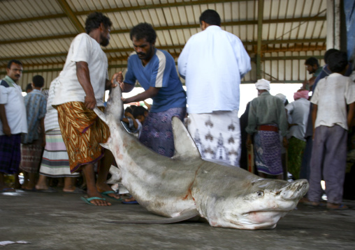 Men Dragging A Shark In Al Hodeidah Fish Market, Yemen
