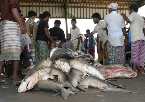 Pile Of Sharks And Fishermen In Al Hodeidah Fish Market, Yemen