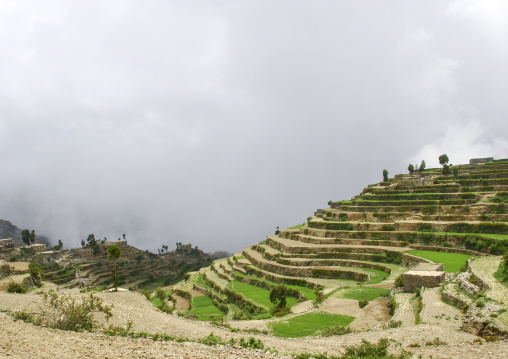 Terraces planted with cereals, Sanaa Governorate, Manakha, Yemen