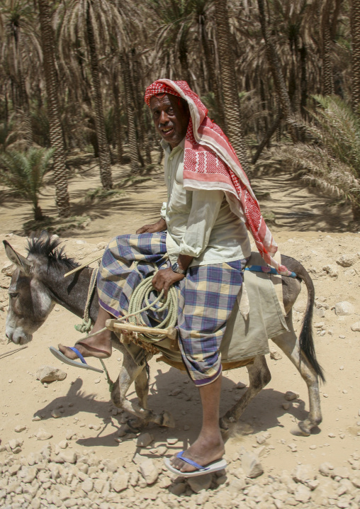 Yemeni man riding a donkey, Hadhramaut, Wadi Doan, Yemen