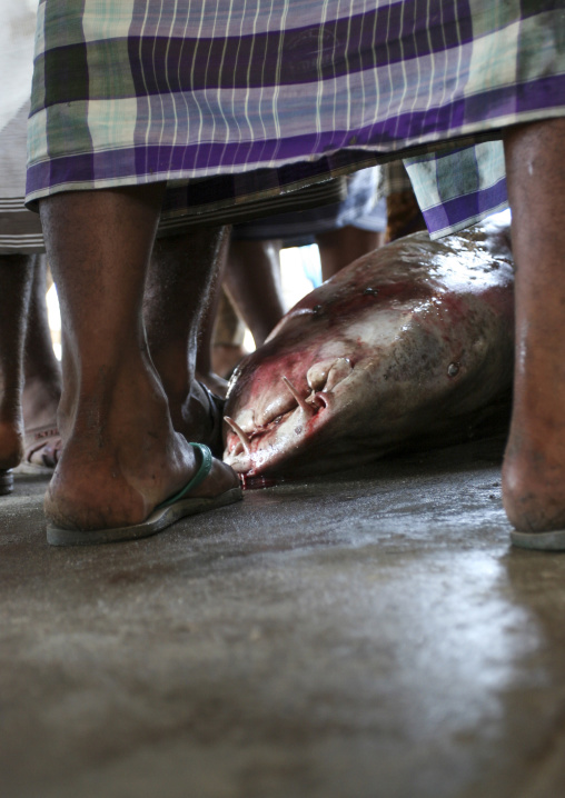 Shark market auction, Al Hudaydah Governorate, Hodeidah, Yemen