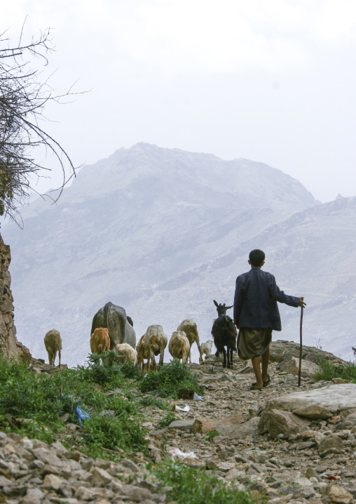 Young yemeni sheperd with animals, Haraz Mountains, Al Hajjarah, Yemen