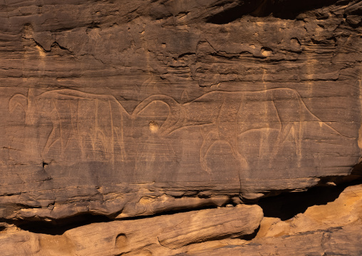 Rock carvings depicting cows, Tassili N'Ajjer National Park, Tadrart Rouge, Algeria