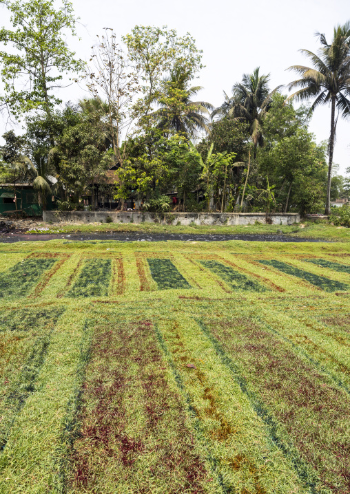 Traces of dyed fabrics that have stained the lawn in a batik factory, Chittagong Division, Comilla, Bangladesh