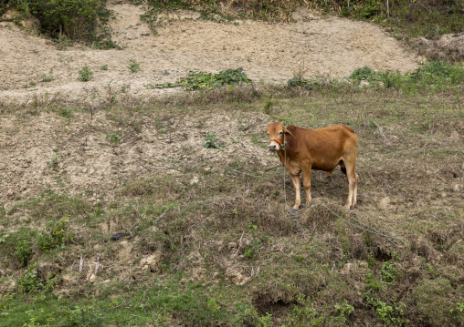 Grazing cow by the river, Chittagong Division, Rowangchhari, Bangladesh