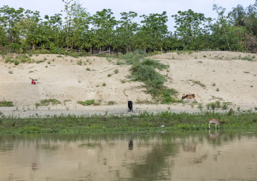 Grazing cows by the river, Chittagong Division, Rowangchhari, Bangladesh