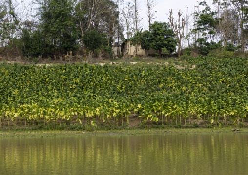 Tobacco crops on the banks of a river, Chittagong Division, Rowangchhari, Bangladesh