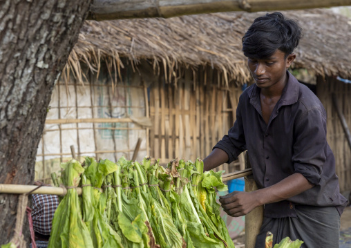 Worker hanging tobacco leaves to dry them, Chittagong Division, Rowangchhari, Bangladesh