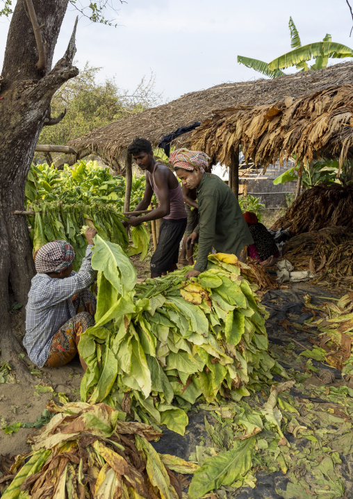 Workers sorting tobacco leaves to dry them, Chittagong Division, Rowangchhari, Bangladesh