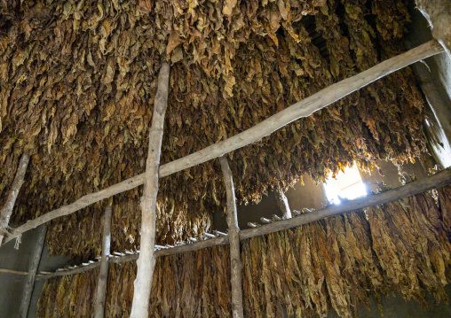 Dried tobacco leaves, Chittagong Division, Rowangchhari, Bangladesh